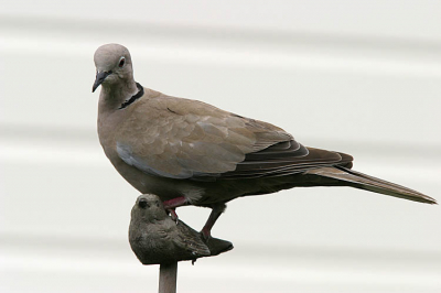 Het onderschrift zou hier "Vogel in het kwadraat" kunnen heten. Bij de buren in de straat achter de mijne waren dezelfde tortels, die bij mij altijd schuw zijn, zo tam dat ze zaten te wachten op zaadjes op deze merkwaardig vormgegeven steunstok voor de planten.