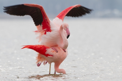 Wat een kou, afgelopen woensdag, plat op het strandje bij de Flamingo's. Maar de kou en de zere vingers waren snel vergeten, toen n van de flamingo's een paring aankondigde. Hij tikte heel lief z'n vriendin op haar schouders, en direct daarna volgde de paring. De flamingo's zaten wel erg dichtbij, ik was blij dat er enkele foto's waren waar de vleugels van de man helemaal opstaan. Gelukkig had ik even daarvoor de 1.4x extender er tussenuit gehaald.

Een kleine serie staat op m'n website, www.natuurplaat.nl bij recent.