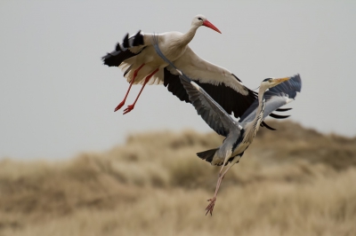 Deze ooievaar zat samen met een groepje blauwe reigers te vissen. Vond het wel leuk zo samen op de foto.