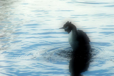 In de vroege morgen hielp deze waternimf mij aan de maandopdracht "creatief met water". Het sprookjesachtige uitstraling van deze foto is mijn creatieve inzending.