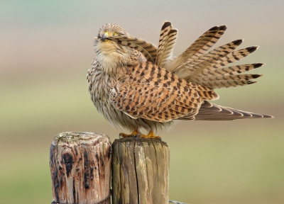 soms zit alles mee en blijft deze mooie vogel even op het gemakje zitten voor een showtje