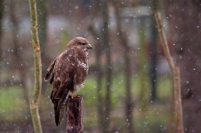 Buizerd op een paaltje in de sneeuw. Bleef even zitten om daarna weg te vliegen.