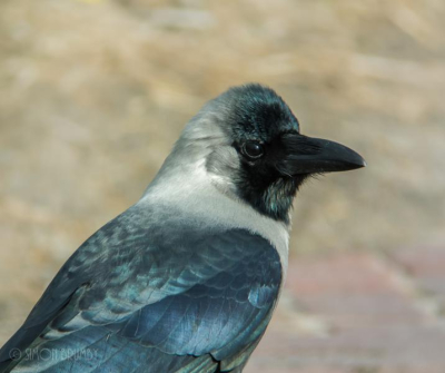 The House crows of Hoek Van Holland have drawn me back time and time again. This is the first time i was able to Digiscope the Zug with any degree of success.