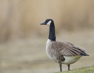 Ik zat een paar  kluten in de gaten te houden, om er wat foto's van te maken. Toen kwam deze Grote gans vlak bij me in de buurt.