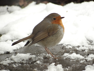 De eeuwig durende lijkende winter levert nog een paar mooie plaatjes op.