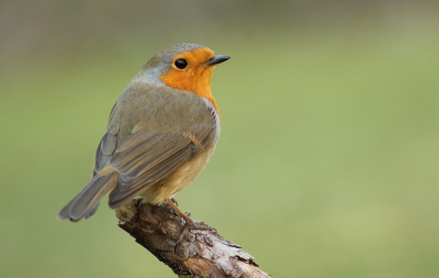 Vandaag heb ik deze roodborst gefotografeerd in Ermelo.