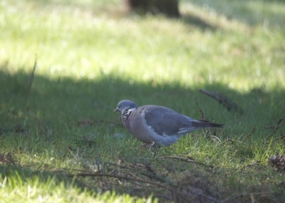 op een bospad rijdend zag ik op een grasveld deze houtduif.
ik wist zeker dat ie niks merkte had me camera klaar en 500 mm lens dus dat was instellen richten en.......hebbes.
ondanks de koudere wind en zonnig weer staat ie er redelijk op denk ik