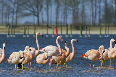 Ik vind het prachtig hoe mijn mede-collega's/hobbyisten van die geweldige foto's kunnen maken. Het is mij vandaag niet gelukt om spannende poses van flamingo's te fotograferen dus dan maar een plaatje zoals ze er normaal gesproken bij staan, een zooitje ongeregeld dus.
