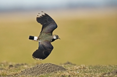 De kieviten staan ondanks de kou op scherp. Ze buitelen als vanouds weer door de lucht.