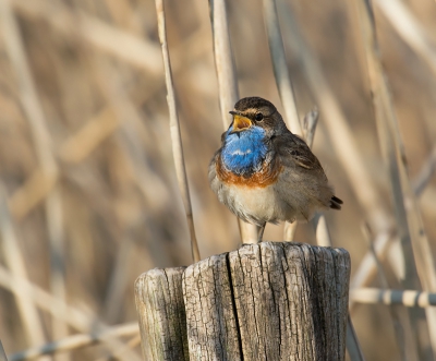 De eerste van dit jaar en de eerste die ik fotografeer met Nikon. In de polder op de bekende plekken was er niets te zien. Onderweg naar de auto hoorde ik dit exemplaar. Hij zat nog mooi op een paaltje ook. Was best wel blij met deze opname.