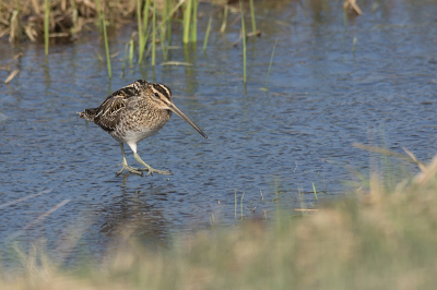 Er zaten een paar honderd watersnippies, ze liepen bijna onder mijn auto door! Grappig ze zijn erg oplettend maar als je stil blijft zitten dan zien ze je niet eens.