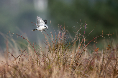 Deze boef van de heide was erg schuw en liet mij niet dichtbij komen. Van ver genomen vind ik het een mooi karakteristiek beeld.