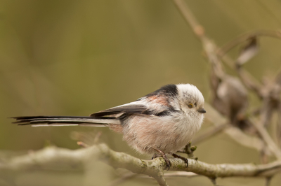 Ik vond het wel een grappig vogeltje, maar hij bleef nog geen seconde op dezelfde tak zitten. Het was dus een uitdaging om hem er op te krijgen. Ik heb er nog meerdere waar hij alleen zijn kont laat zien. Ik vermoed dat het een witkoppige staartmees is.