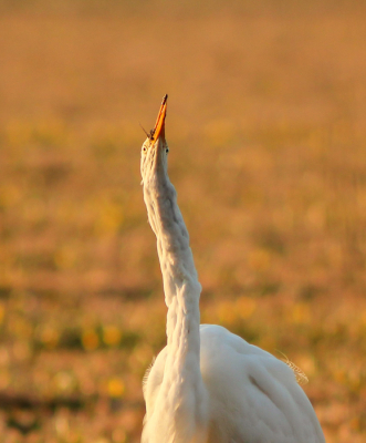 Laatste uit de serie reiger met snoek (hier in z'n nek). Je kunt het puntje van z'n staart nog net zien. Het was een leuke ervaring. De volgende dag zat de zilverreiger er weer, dus blijkbaar heeft de snoek geen inwendige schade aan kunnen richten. Gelukkig maar.