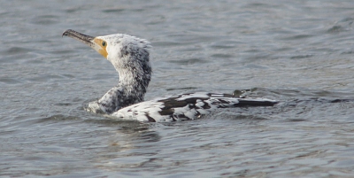 door het ruige weer op het ijsselmeer waren er honderden aalscholvers,bij ons op het binnenwater,en dan ondek je dat deze bijzondere kleur er tussen zit,dus ervoor gaan zitten!!leuke ontmoeting!!!