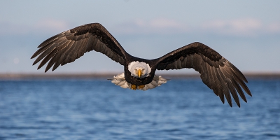 Een heerlijke trip in Alaska gemaakt, met als hoofddoel Amerikaanse zeearenden, mooie beelden waarvan ik de komende tijd er een aantal wil delen.
Bij deze een frontaal aanvliegende exemplaar.