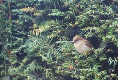 ik zag de tuin deze mus zitten in dermate rust dat ik zeker wist dat een foto maken ervan in deze redelijke weer omstandigheden goed zou lukken. ik heb dat ook gedaan en  wat bewerkt is het redelijk gelukt