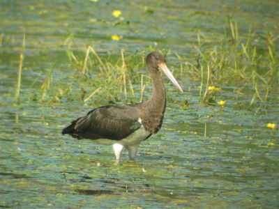 Juveniel beest, vlak voor m'n neus ingevallen, helaas maar 4 foto's kunnen maken......