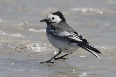 Witte kwikstaarten foeragerend op het gladde ijs. Het vogeltje zette zich schrap met zijn nageltjes in het ijs voor houwvast. Tevergeefs. Bij elke vlaag oosterwind glibberde het diertje weer een stukje naar het westen.