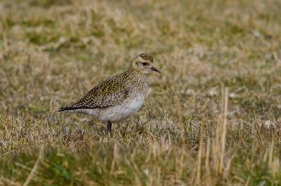 Enkele goudpleviertjes scharrelden in het weiland. Ze zijn haast niet te zien door hun camouflage kleuren.