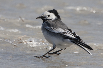 Witte kwikstaart foeragerend op het gladde ijs. Het vogeltje zette zich schrap met zijn nageltjes in het ijs voor houwvast. Tevergeefs. Bij elke vlaag oosterwind glibberde het diertje weer een stukje naar het westen.