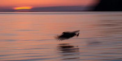 Prachtig weer gehad in Alaska met mooie zonsondergangen, dit is n van mijn favoriete beelden van de trip.