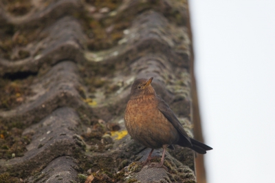 op het dak van een huis zat deze merel. die zat zo lekker rustig in een houding die ik leuk vind en heb m op foto gezet dat kon zij had toch niks in de gaten en ik me 500 mm erop. en het weer zat mee dus dan maak je er gebruik van