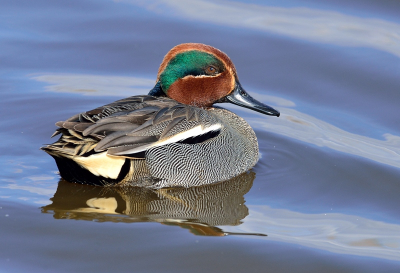 Dit is mijn eerste wintertaling hier op Birdpix. Gisteren zag ik deze soort voor het eerst en kon enkele foto's maken. Helaas was dit vrij ver weg. Vandaag op een hele andere plek zag ik een paartje wintertalingen in een smal slootje. Helaas zwommen ze van me weg maar ik heb toen net zo lang gewacht tot ze weer mijn kant op kwamen.....Ik heb een leuke serie kunnen maken waarvan hier de 1e upload.