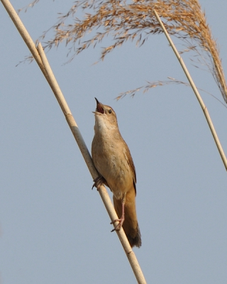 Deze Snor zat achter in het riet en kwam soms even te voorschijn, maar het snorrende geluid is onmiskenbaar.