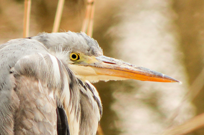 Tijdens een wandeling stond ik plots pal naast deze reiger op nog geen 4 meter afstand, we schrokken er beiden van en bleven allebei roerloos staan. Klik klik.  Mooi moment voor een portret.