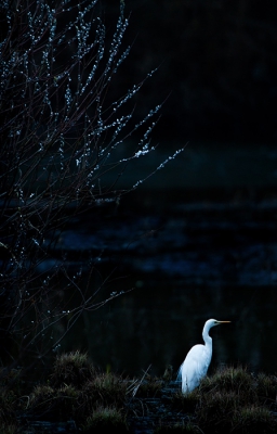 <i class='fa fa-user'></i> Arno ten Hoeve | Grote Zilverreiger  <i class='fa fa-eye'> 311</i>   <i class='fa fa-comment-o'> 8</i>