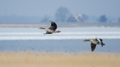 Ganzen op het land,ganzen op het water en ganzen in de lucht, kortom het wemelde ervan op deze ijzige dag. Vond dit wel een aardig vliegbeeld .