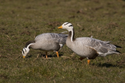 Vanmiddag kwam ik tussen verschillende soorten Ganzen, ook deze mooie Indische tegen. Vind ik toch wel bijzonder zo in de Polder! De zon werkte dit maal goed mee.