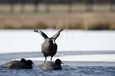 Een groep meerkoeten zaten rond een wak. Ik ben in het gras gaan liggen en wachtten op een leuk moment.