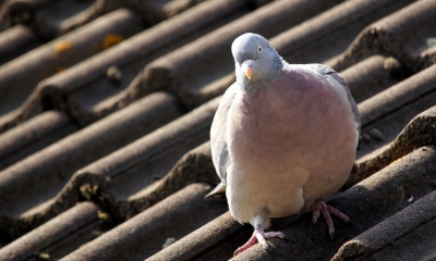 de houtduif op deze foto zat in een leuke houding die ik niet wilde laten voorbijgaan. het was goed weer de duif merkte er niks van en heb m ook op foto gezet.