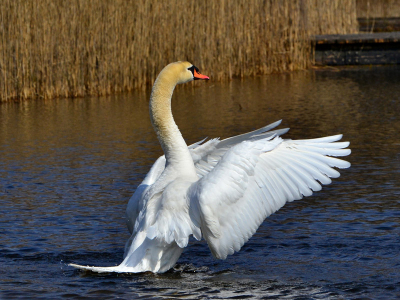 De eerste foto's die ik gemaakt heb met een nieuwe Nikon D3100. 

De D80 is helaas overleden na jarenlang trouwe dienst.