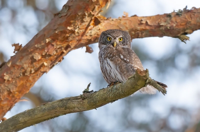 Tijdens het fotograferen van vogels in de tuin van het vakantiehuis in Zweden ontstond er plots veel onrust onder de aanwezige vogels. De oorzaak was deze Dwerguil. Was dan ook zeer blij met de eerste waarneming van mij van deze soort.
