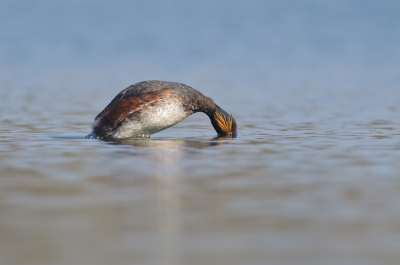 Geprobeerd om een duikende Geoorde Fuut vast te leggen. Bij voldoende licht is het me uiteindelijk toch redelijk gelukt.

Meer beelden van deze prachtige fuut zijn te zien in mijn nieuwe blog http://www.rvdaalenfotografie.nl/4/post/2013/04/geoorde-futendans.html


Gr,

Remco