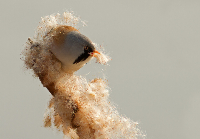 Het is maar goed, dat hij zo niet aan z'n eigen baard plukt..;) Nog steeds blij met mijn eerste heuse fotoserie van de baardman.

Groet! Martijn

Zie ook: www.kijkopvogels.nl