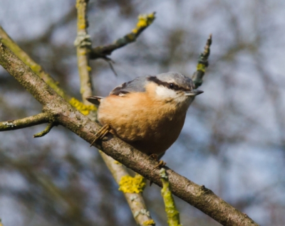 Diverse boomklevers waren actief in de bomen op de camping.
Deze kwam dicht genoeg bij om toch beeldvullend te fotograferen.
Weliswaar door de raam geschoten.