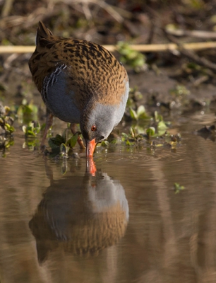 Na een tijd alleen te hebben meegelezen, wil ik graag weer af en toe een foto insturen, een tijdje bij deze Waterral kunnen zitten en wat een mooi moment, hij/zij liet zich goed zien
Nieuwe upload, rechtgezet