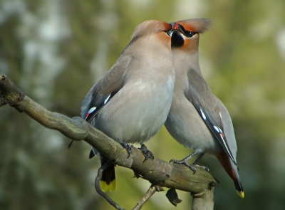 Dit lijkt mij baltsgedrag dacht ik,de rechtse pestvogel kwam de linkse een veenbesje brengen.De linkse zal dan wel het vrouwtje zijn denk ik.Het was in ieder geval mooi om te zien.
Gr, Geert.