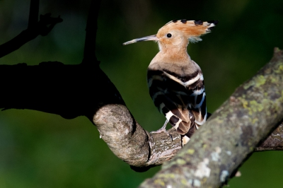 Een nieuwe upload van deze foto nadat ik hem op advies van Hendrik van Kampen donkerder heb gemaakt.
Het licht op de vogel komt daardoor nog beter uit.