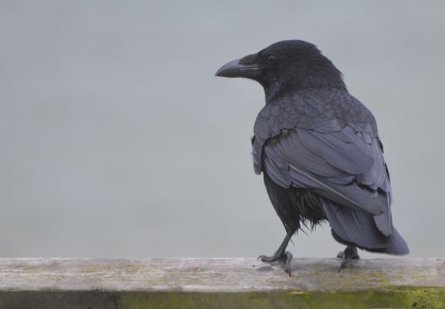 Foto is gemaakt bij de Baggelhuizerplas. Persoonlijk vind ik de compositie erg geslaagd. De kraai kijkt in lijn met de bovenkant van het bankje waar hij op zit. Het was bewolkt die dag.