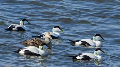 Deze groep eiders zat tussen de meeuwen in. Soms is een verrekijker wel handig. Na een  drie kwartier wachten dobberden ze in de goede richting .