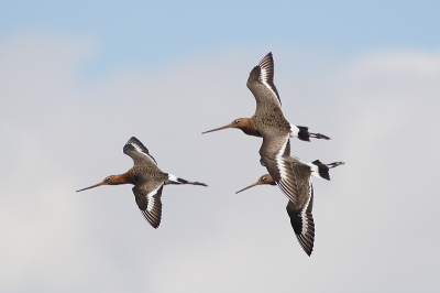 Wat zijn grutto's toch mooie, sierlijke beesten. Hopelijk blijft deze koningin van de weidevogels nog lang in onze polder aanwezig. Ik heb deze foto vanmiddag gemaakt in polder Oud-Alblas.