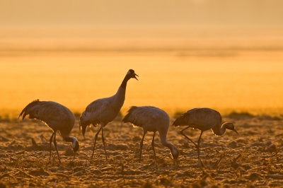 Kraanvogels aan de  grond op fotoafstand bij een prachtige zonsopgang was voor mij een bijzondere gebeurtenis in NL. Dit spectakel ken ik wel van de kraanvogel in de overwinteringsgebieden als de  Hula Valley, Israel, maar daar worden ze gevoerd om te voorkomen dat ze de pinda akkers plunderen, zie http://www.pbase.com/otto1/eur_common_crane_isr