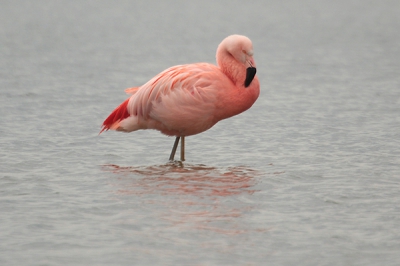 Gisteren genoten van het mooie weer en de Flamingo's.