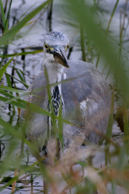 Doorkijkje tussen de rietstengels. De reiger was druk aan het vissen.