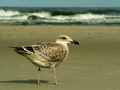 buikkruipen over het strand!